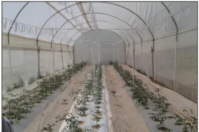 Figura 22.  Plantas tutoradas 