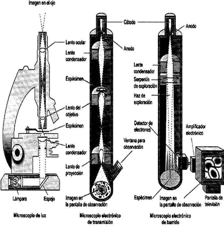Figura 5. Comparación de los diversos microscopios; a) Microscopio Óptico, b)  Microscopio electrónico de transmisión, c) Microscopio electrónico de barrido 