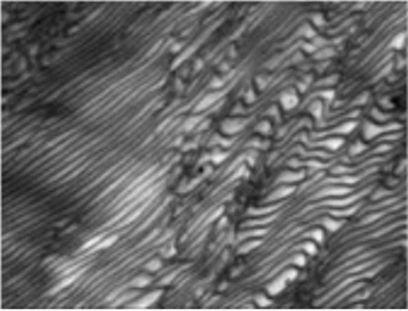Figura 4. Micrografía por TEM correspondiente a la etapa de co-continuidad de  fases en un HIPS sintetizado utilizando un copolímero SB como hule precursor 