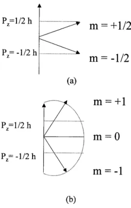 Figura 1. Quantización direccional del momento angular P en el campo magnético con un  núcleo de 1=  Y2  (a) y  1 (b)