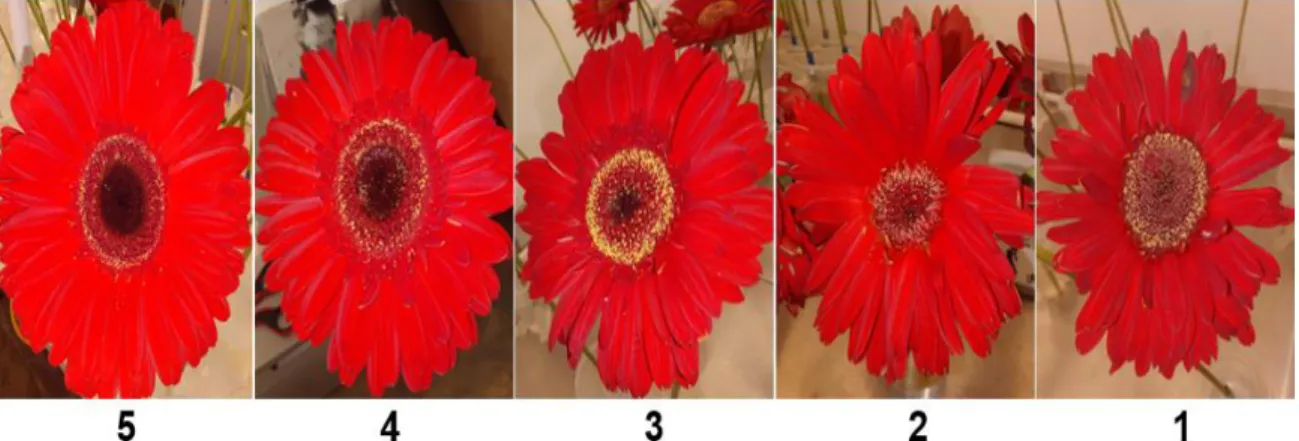 Figura 5. Escala arbitraria considerada para la evaluación de la calidad visual total  de la flor de gerbera