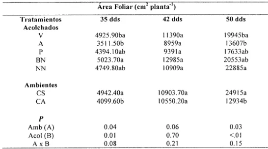Cuadro 3.  Comparación de medias para área foliar en la interacción campo abierto y casa sombra en el cultivo  del melón en acolchado plástico de diversos colores, ciclo primavera-verano