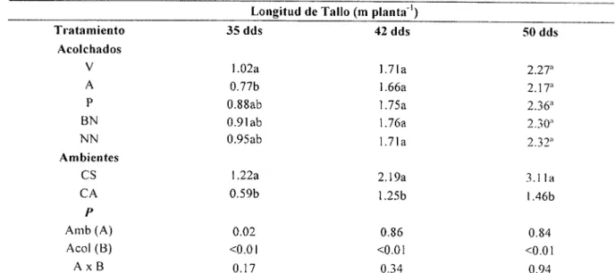 Cuadro  7. Comparación de medias para longitud de tallo en la interacción campo abierto y casa sombra en el  cultivo de melón en acolchado plástico de diversos colores, ciclo primavera-verano