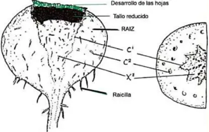 Figura  4.  Estructura  externa  de  la  maca  (Lepidium  peruvianum). 