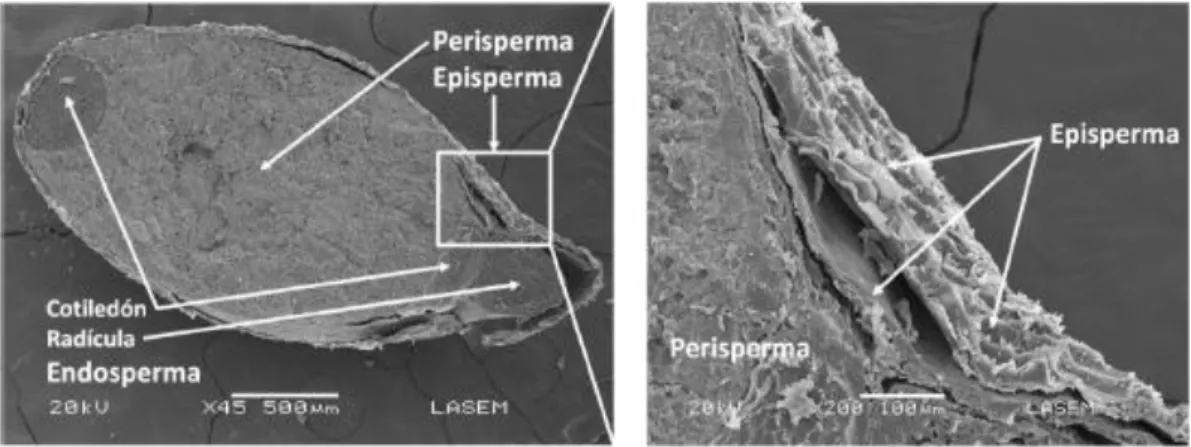 FIGURA  N°    4  Micrografía  donde  se  observa  el  Endosperma,  el  Perisperma y el Episperma 