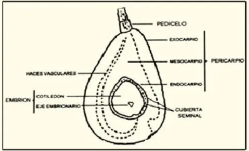 Figura 4. Partes del fruto.  