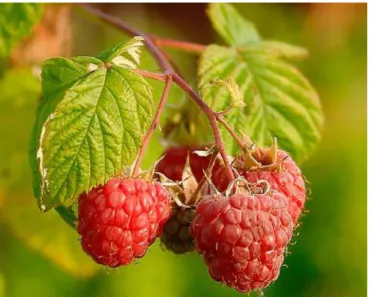 Figura 5. Frambuesa (Rubus ideaus) 
