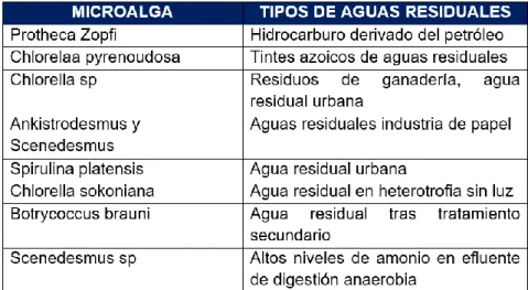 Cuadro 1. Micro algas usadas en la depuración 