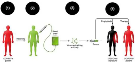 Figura 1 Esquema general para el uso de Plasma Convaleciente en pacientes con  COVID-19 