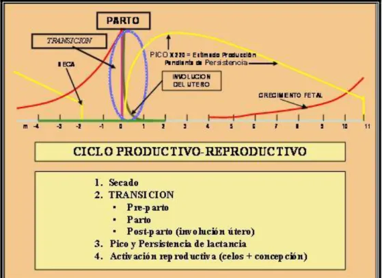 Cuadro N: 04  Valor de la condición corporal 