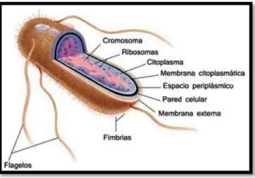 Figura 1: Componentes estructurales de E. coli 