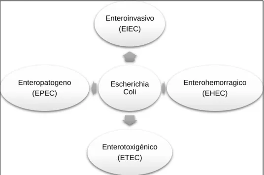 Figura 2: Clasificación de E. coli  Fuente: (Rojas., 2015) 