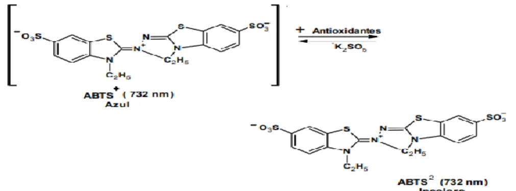 Figura 4: Estructura del ABTS*+ antes y después de la reacción con  el antioxidante 