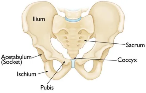 Figure 2.1: Pelvic structure anatomy. Source: Britannica (2011).