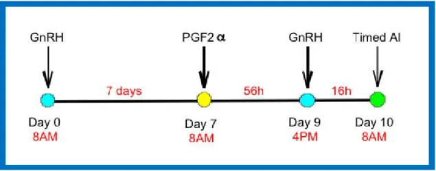 Figura 3. Esquema de la sincronización de celo con el protocolo Ovsynch-56®  