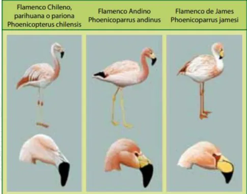 Tabla 1 Taxonomía de Phoenicopterus 