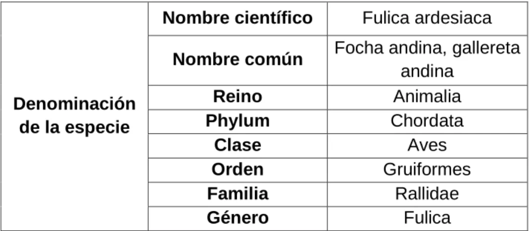 Tabla 2 Taxonomía de Fulica 