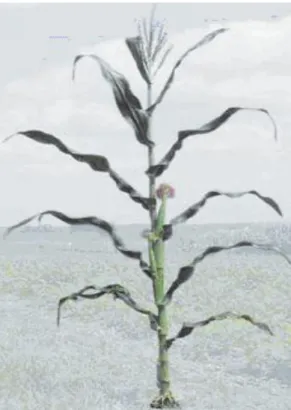 Figura 1. Planta de maíz 