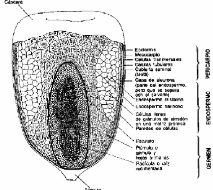 Figura 2. Estructura del grano de maíz. 