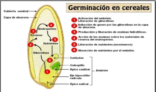 Figura 8. Germinación de cereales 