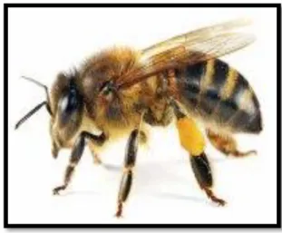 Fig. 10 Abejas 