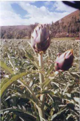Figura 2: ALCACHOFA CRIOLLA CON ESPINAS 