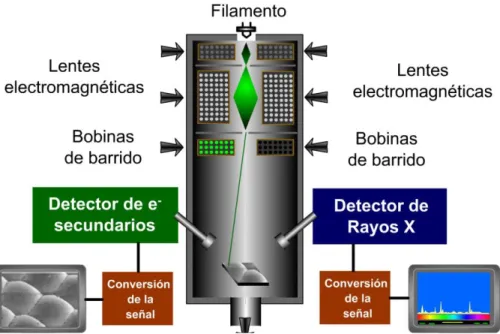 Figura 6. Esquema del microscopio electrónico de barrido. 
