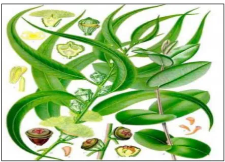 Figura 3. Eucalyptus globulus. 