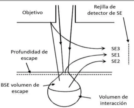 Figura  6: Interacción de la señal electrónica al entrar en contacto con la  muestra. SE1 corresponde al modo de electrones secundarios, mientras que  SE2 y SE3 se utilizan en el modo de electrones retrodispersados 