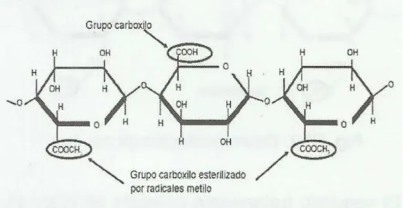 Figura 9: Estructura de la Pectina