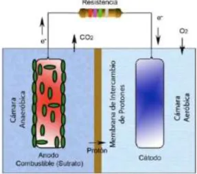 Figura 1: Celda de Combustible microbiano de dos camaras 