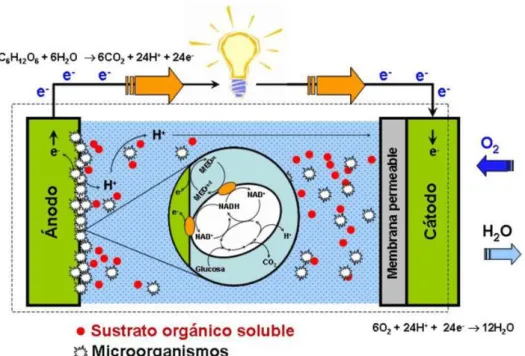 Figura 2: Celda de Combustible microbiana de una camara 