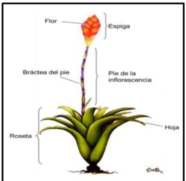 Figura 4. Esquema general de una Tillandsia. 