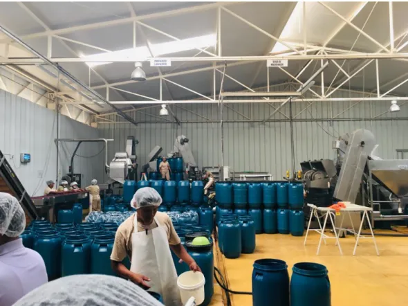 Figura 2 Planta de procesamiento de aceituna