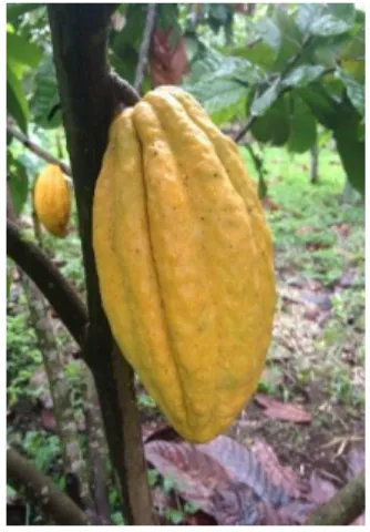 Figura  5. Mazorca de cacao Nacional. 