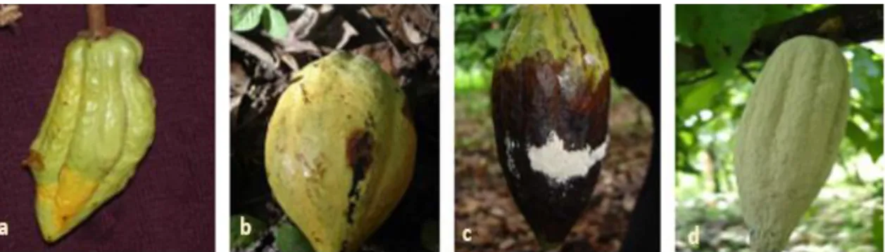 Figura  8. Diversos síntomas de M. roreri en mazorcas de cacao. a) Mazorcas con abultamientos  o  gibas   b)  Fruto  con  mancha  marrón  o  chocolatada  c)  Mazorca  con  mancha  café  y  aparece  micelio d) Cubrimiento total de la mazorca con esporas de 