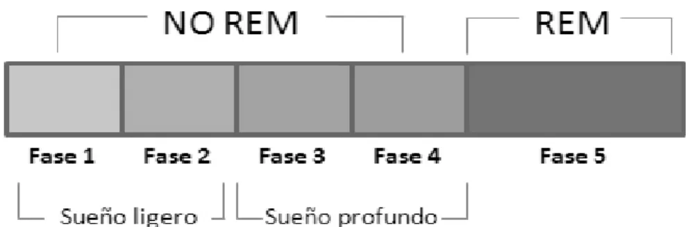 Figura 2. Tipos de Sueño (No REM y REM) de Guyton y Hall (44), Berman  y Snyder (9), y Chokroverty et al