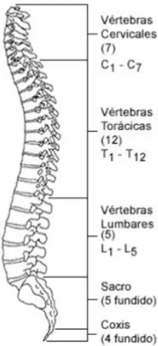 Figura 1. Columna Vertebral 