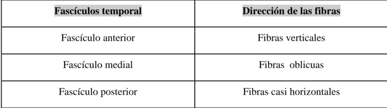 Tabla 1.  Explicación sobre la dirección de cada uno de los fascículos del músculo temporal