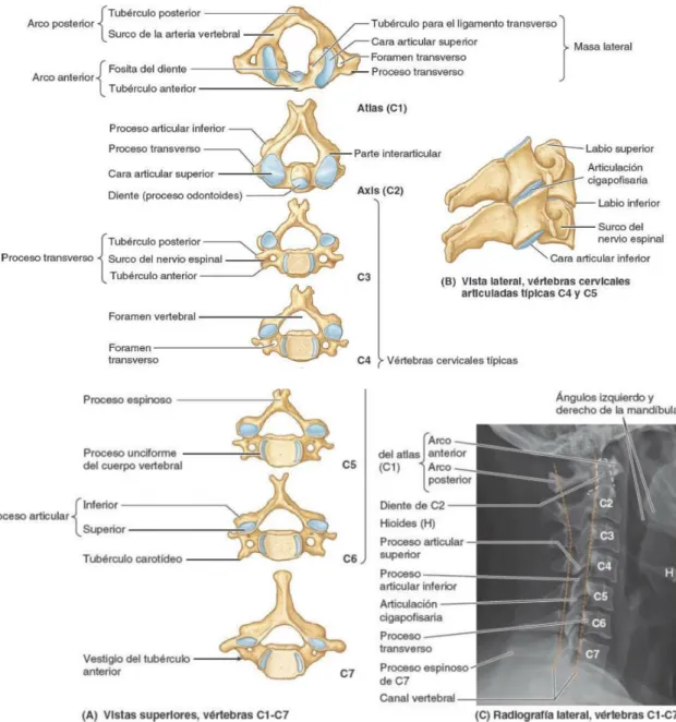 Figura 3. Vértebras Cervicales 