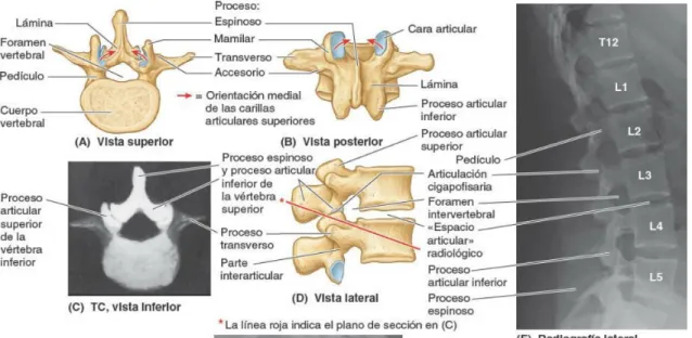 Figura 6.Vértebras lumbares 