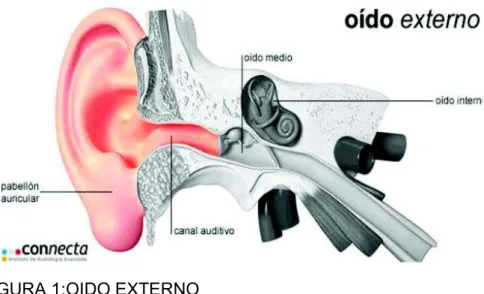 FIGURA 1:OIDO EXTERNO 