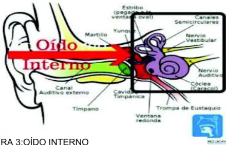 FIGURA 3:OÍDO INTERNO 