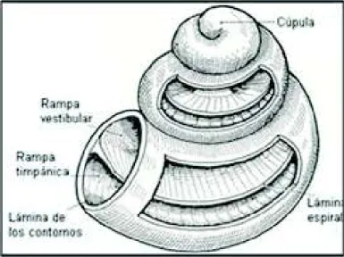 FIGURA 4:MODIOLO DE LA CÓCLEA 