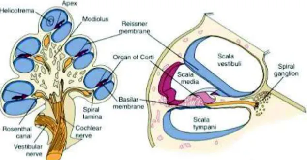 FIGURA 5:ESTRUCTURA DE LA CÓCLEA 