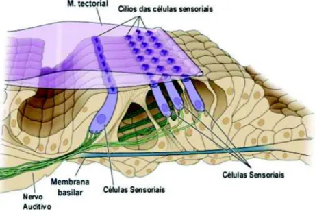 FIGURA 7:ORGANO DE CORTI 