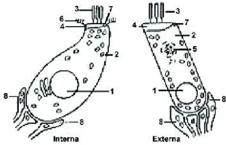 FIGURA 8:CÉLULAS INTERNAS Y CÉLULAS EXTERNAS 
