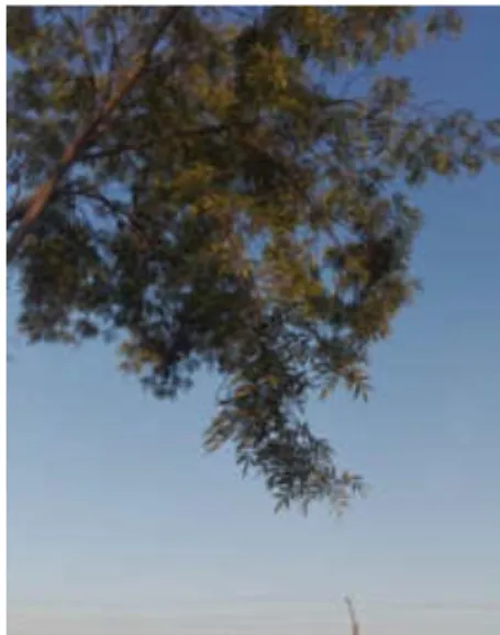 Figura 56  Árbol Chololo 