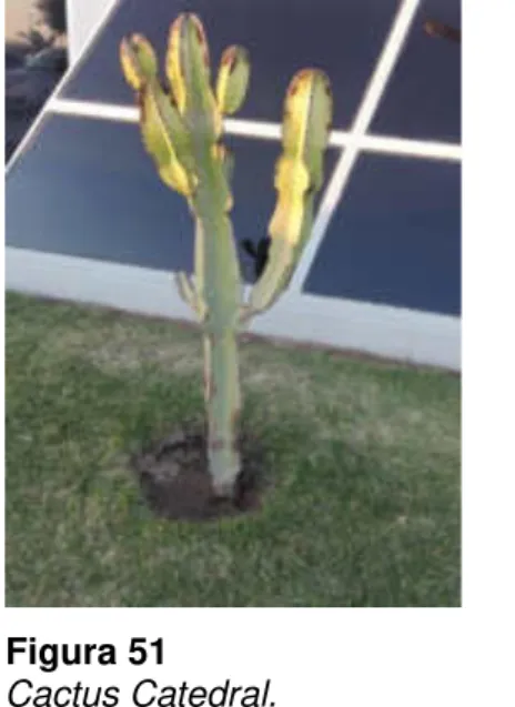 Figura 50  Palmera de Dátil. 