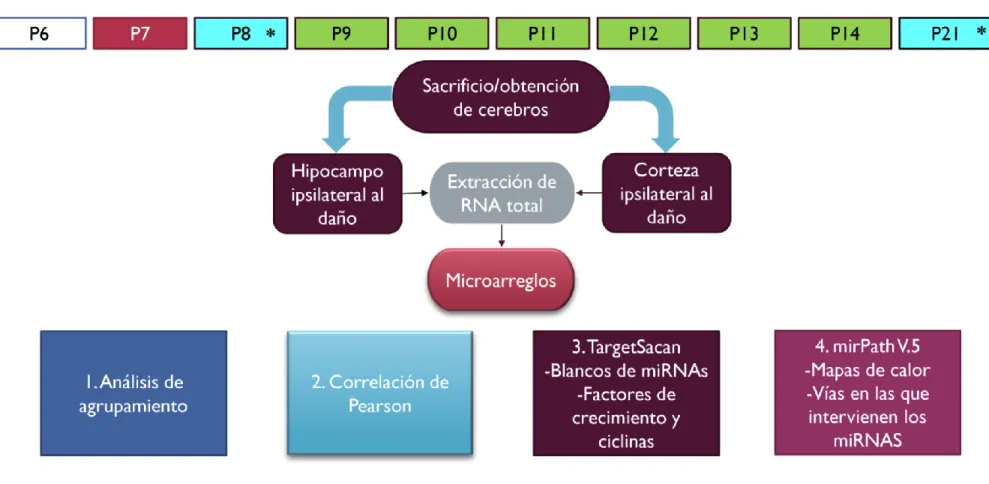 Figura 3.2.  El protocolo experimental del diagrama de trabajo 2, muestra la edad en la que se obtuvieron la muestras (en color azul y  asterisco *) y el cronograma de experimento del P7 al P21, seguido del análisis que se realizó.